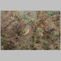 2012 3rd Steve Cload- goldcrest